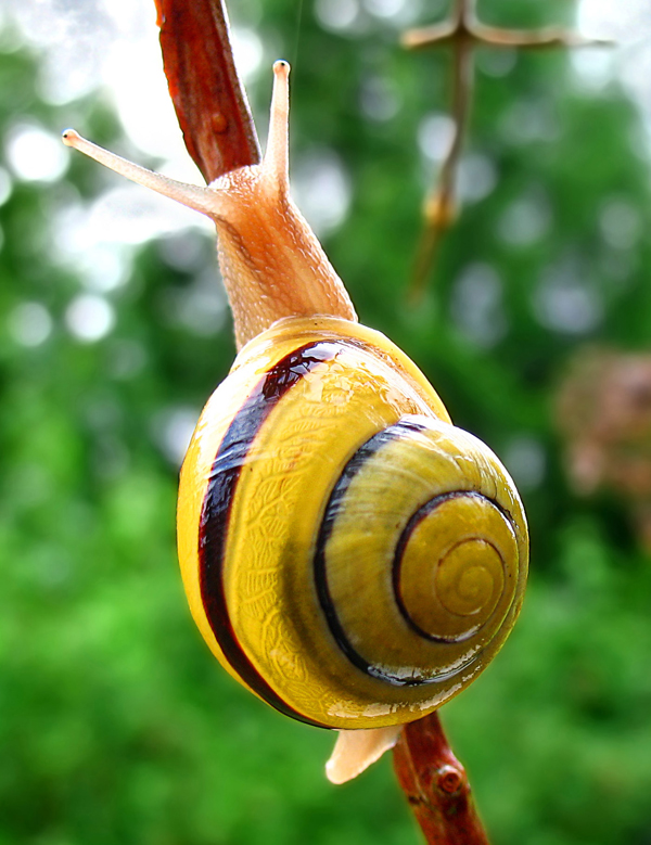 instructable snail.jpg