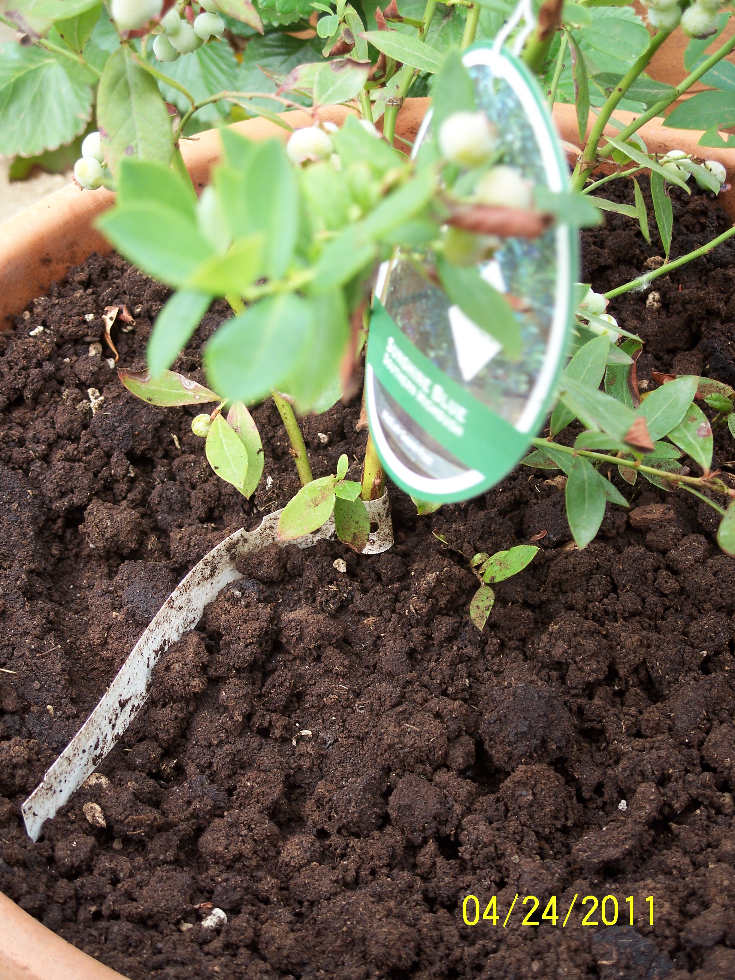 instructables coffee mulch.jpg