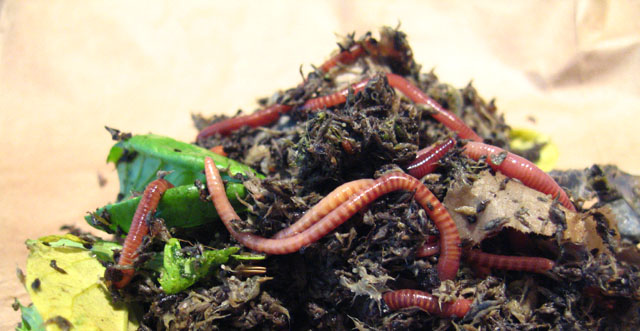 instructables vermicompost.jpg