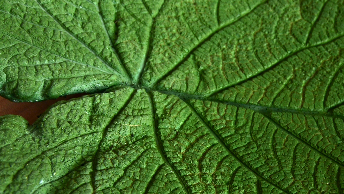 instructables_leaf_14.jpg