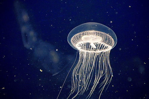 interesting-jellyfish-ocean-pretty-Favim.com-200139.jpg