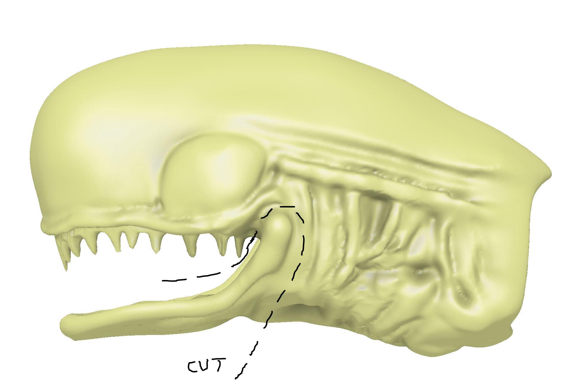 jaw.JPG