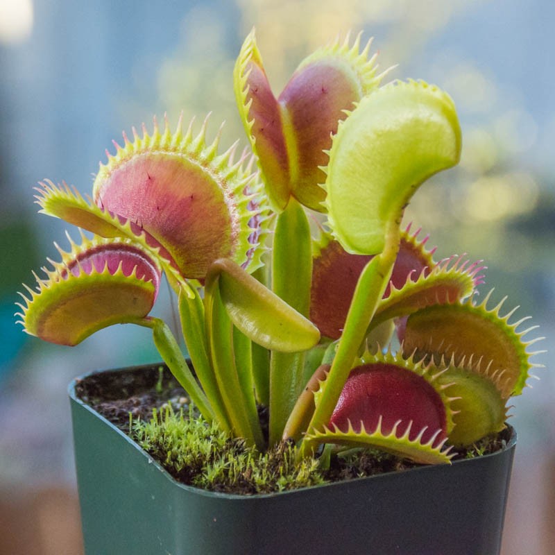 jaws-venus-flytrap.jpg