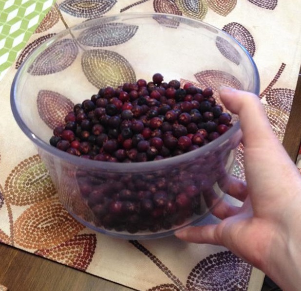 juneberries 3.jpg