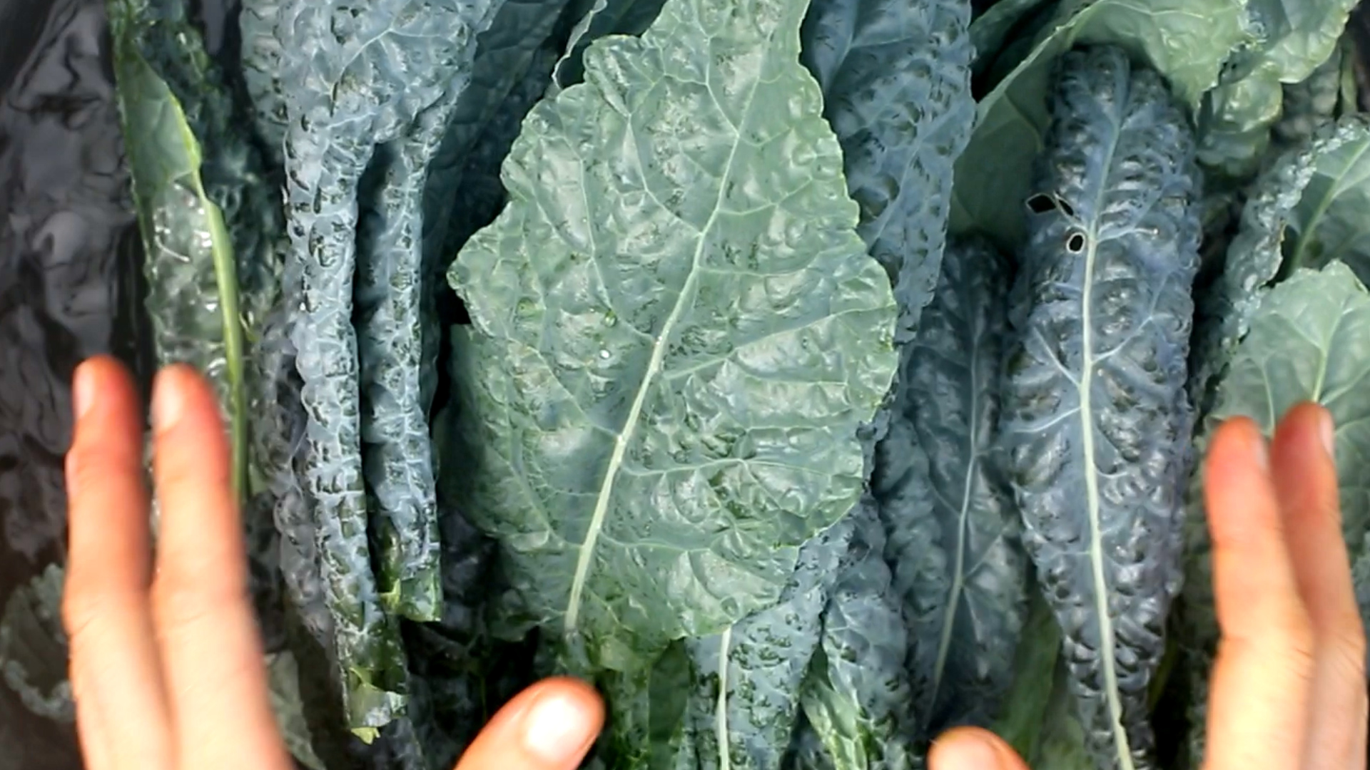 kale thumb.jpg