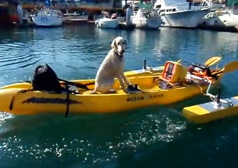 kayak dog.jpg