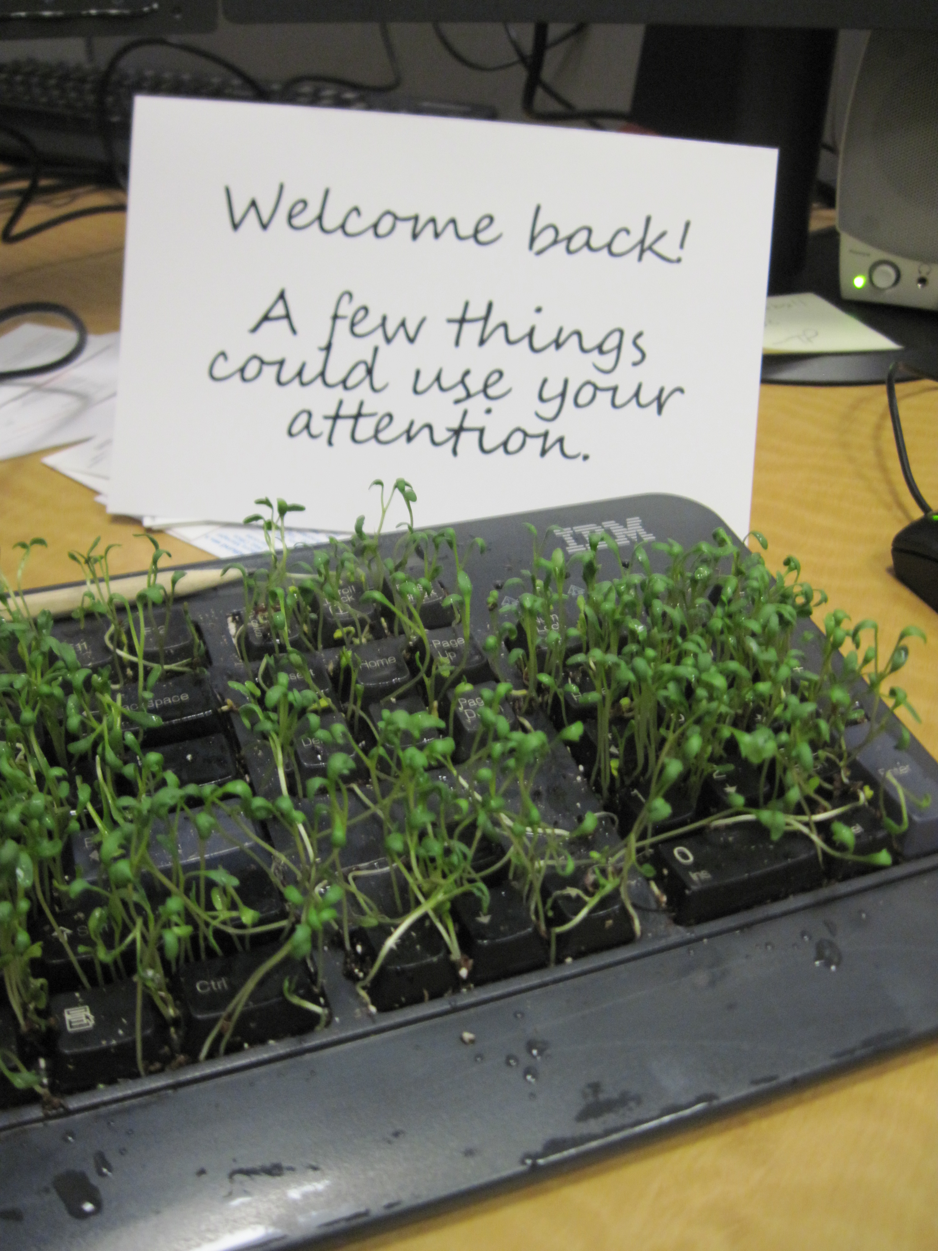 keyboard-plant-prank-3005.JPG