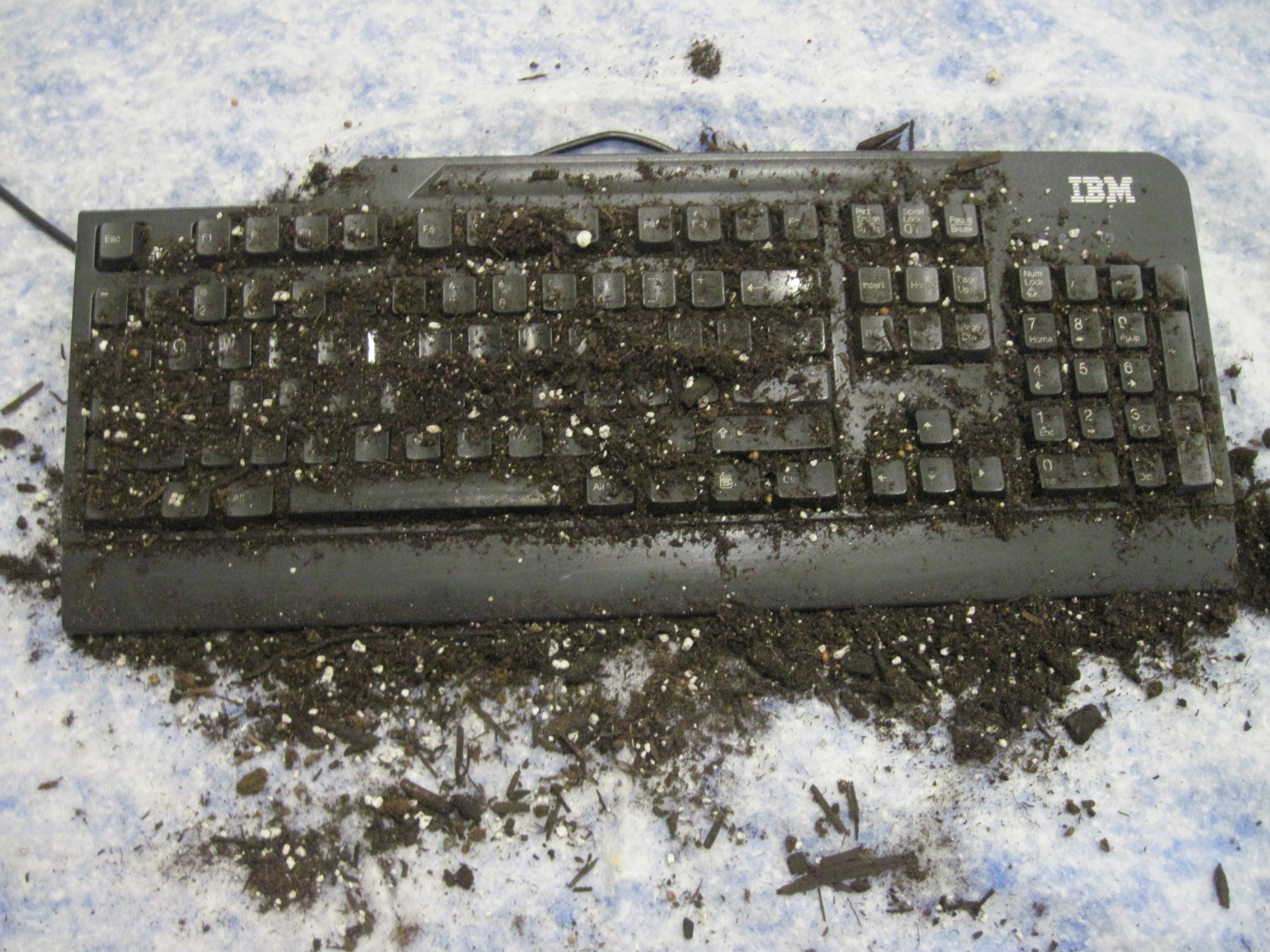 keyboard-plant-prank-4005.JPG