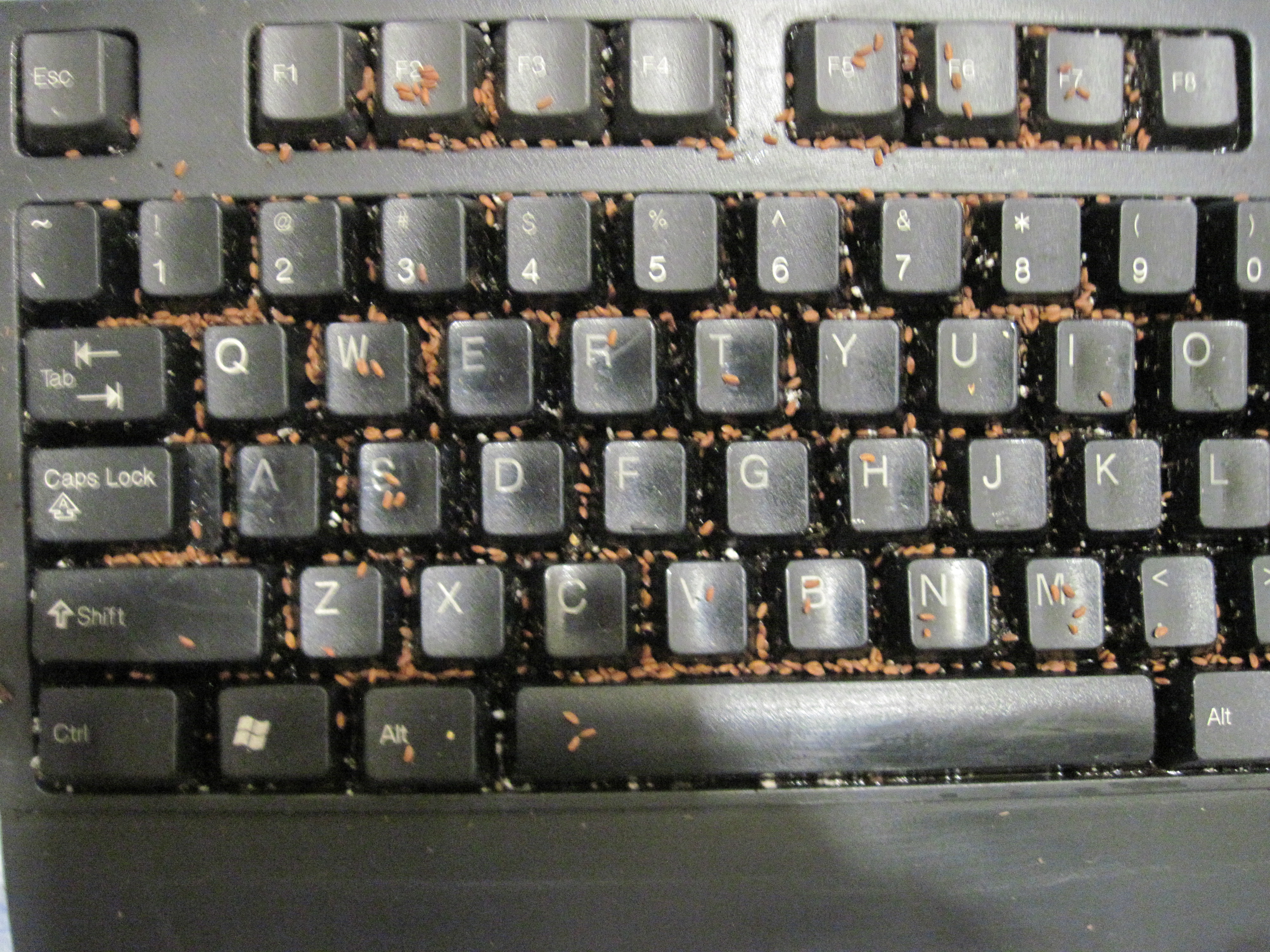 keyboard-plant-prank-4016.JPG