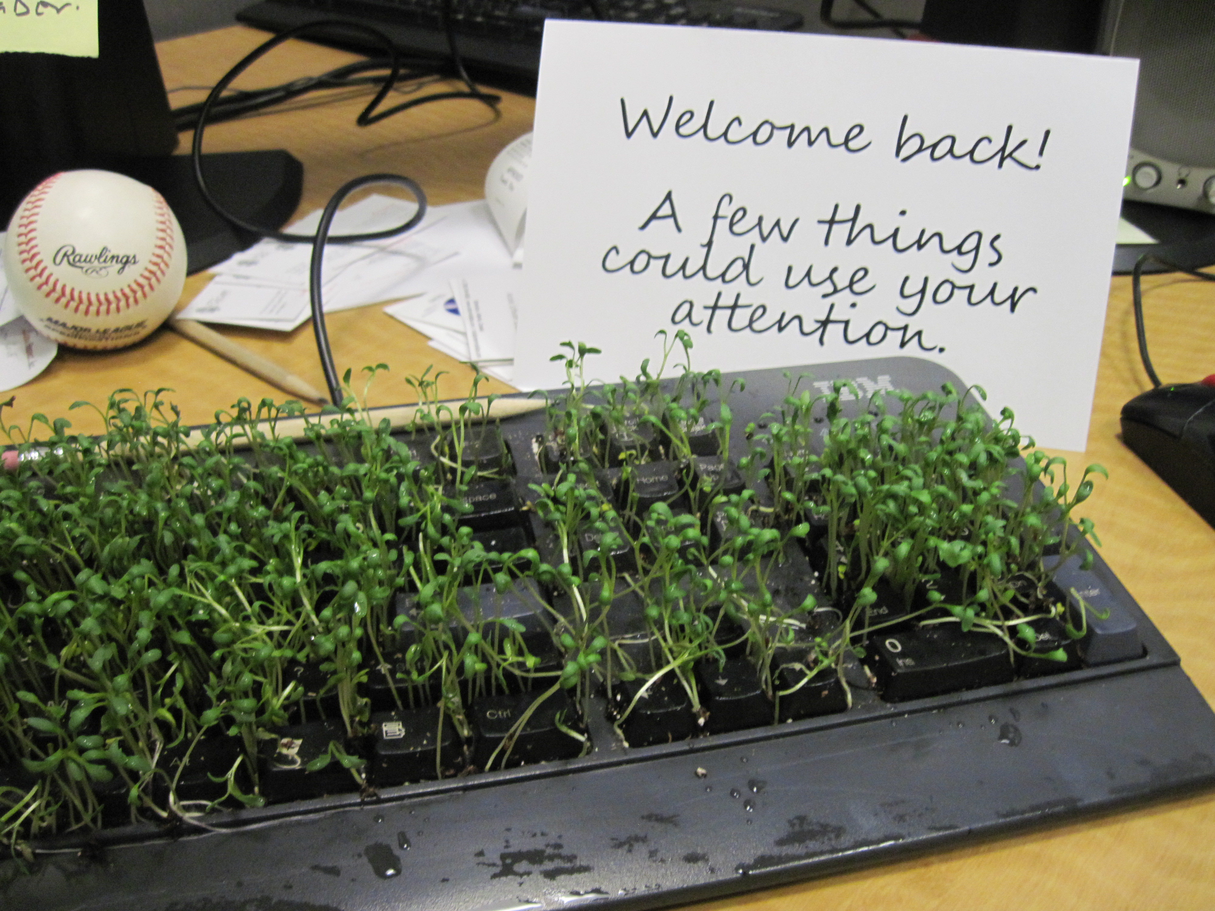 keyboard-plant-prank-4026.JPG