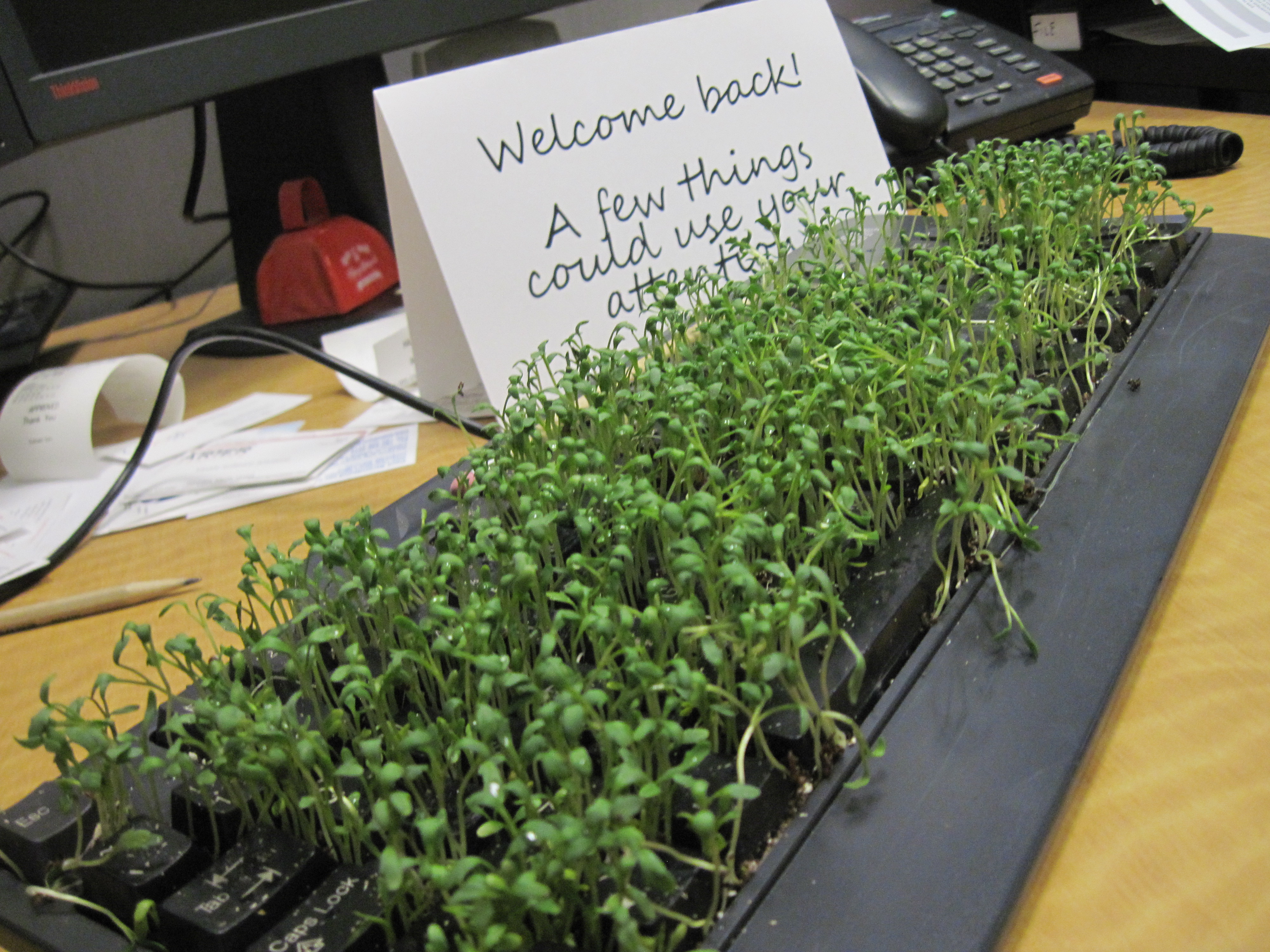 keyboard-plant-prank-4027.JPG