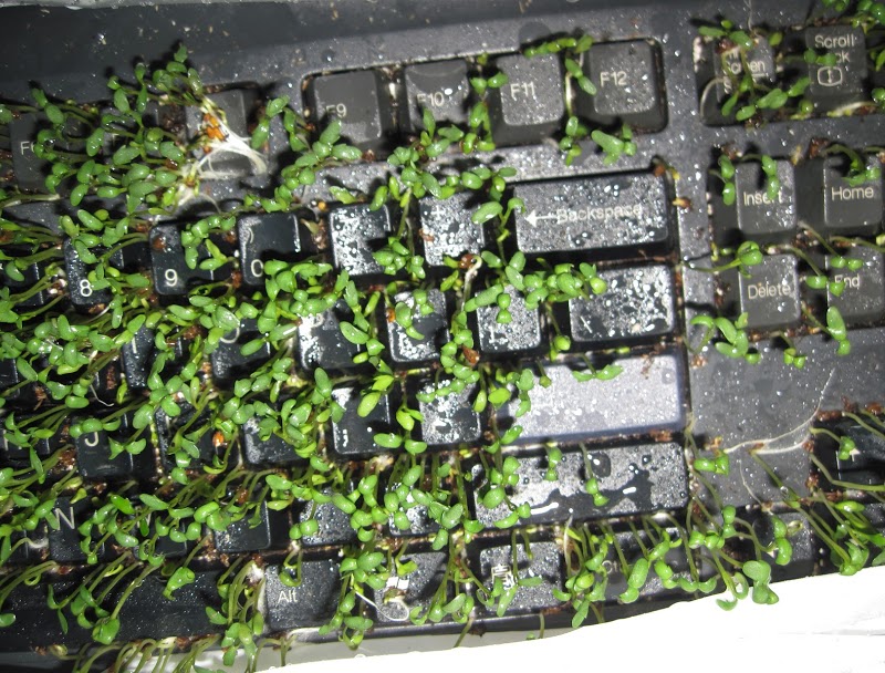 keyboard-plant-prank-812.JPG