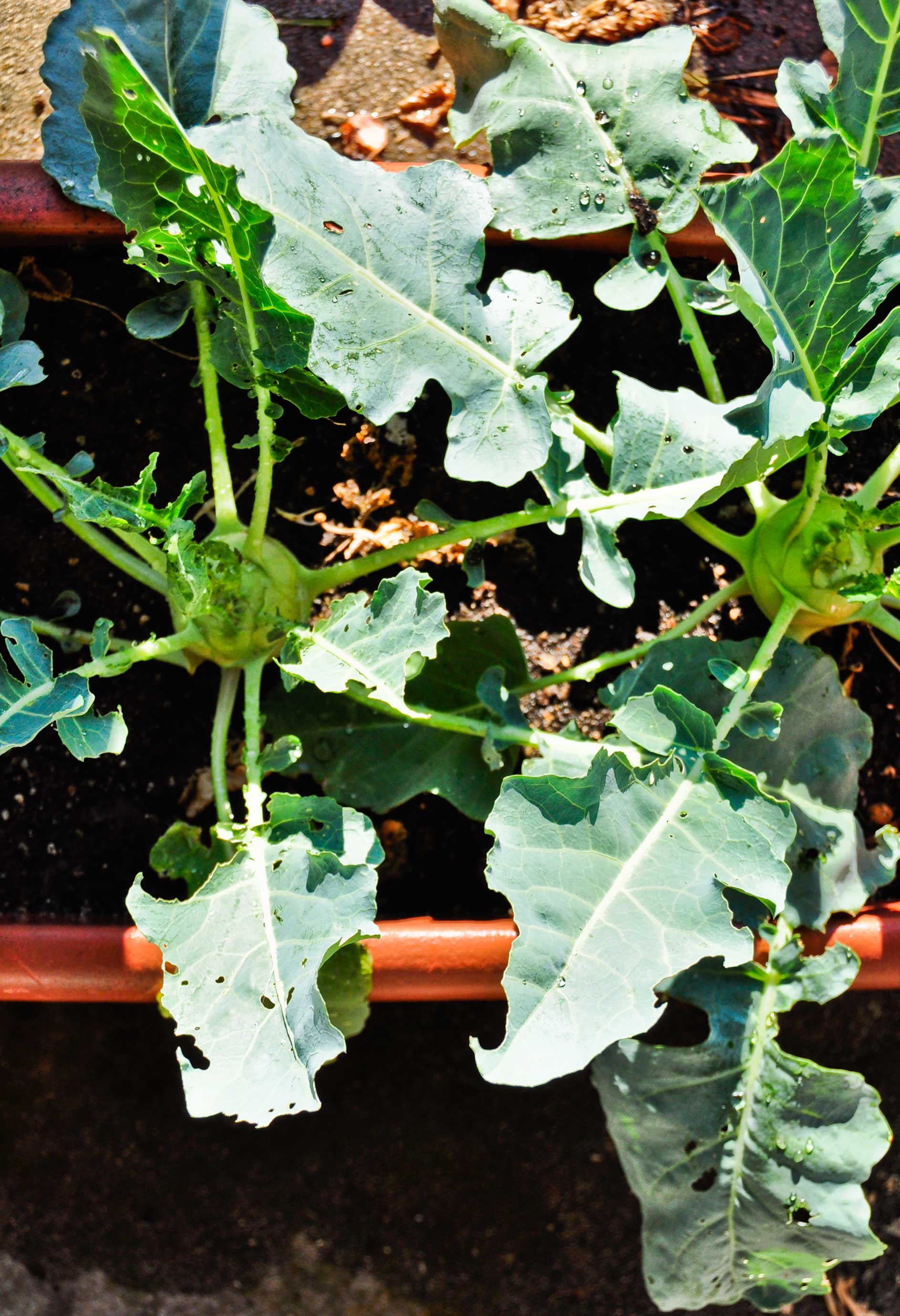 kohlrabi-in-pot.jpg