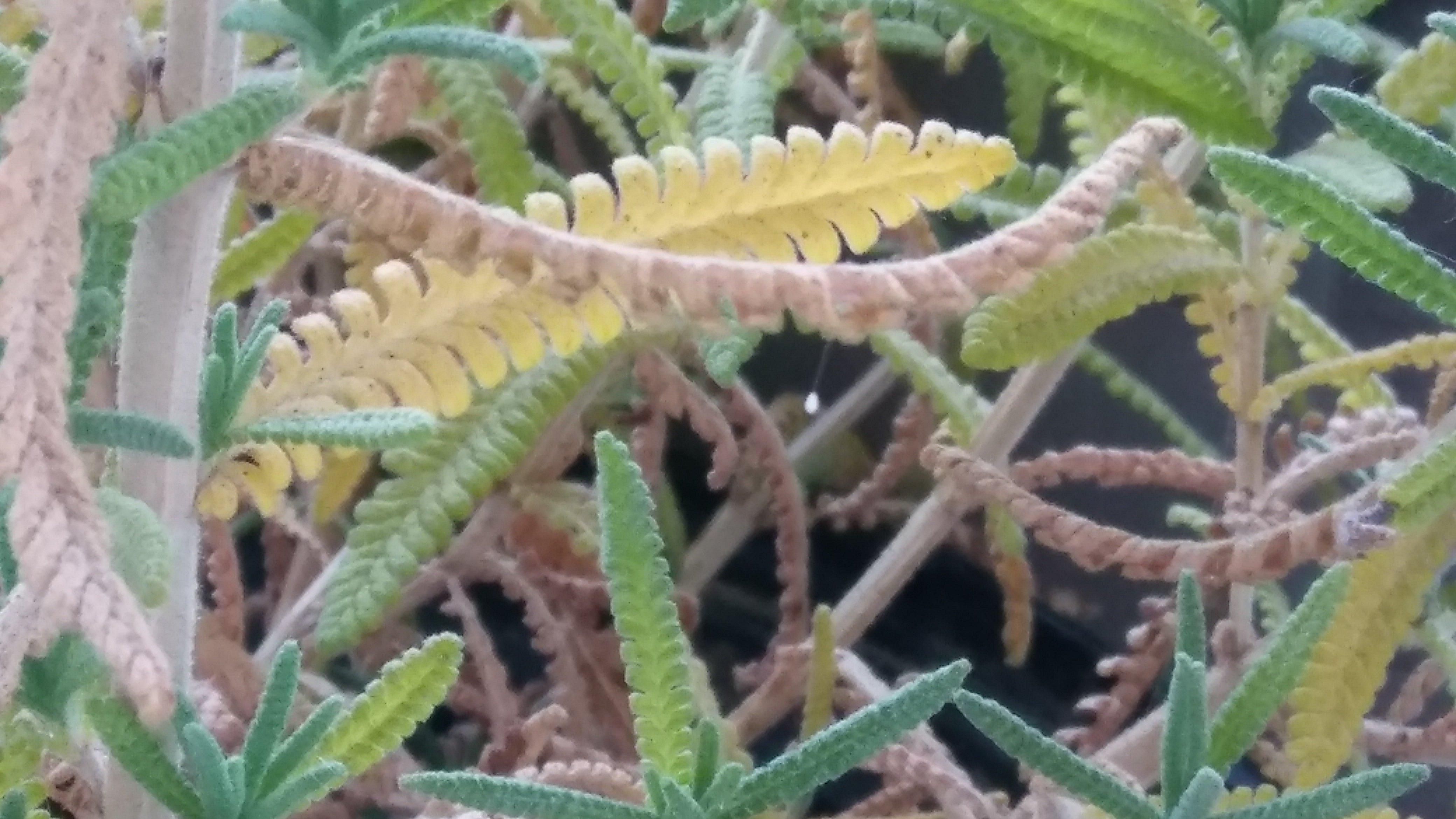 lacewing egg.jpg