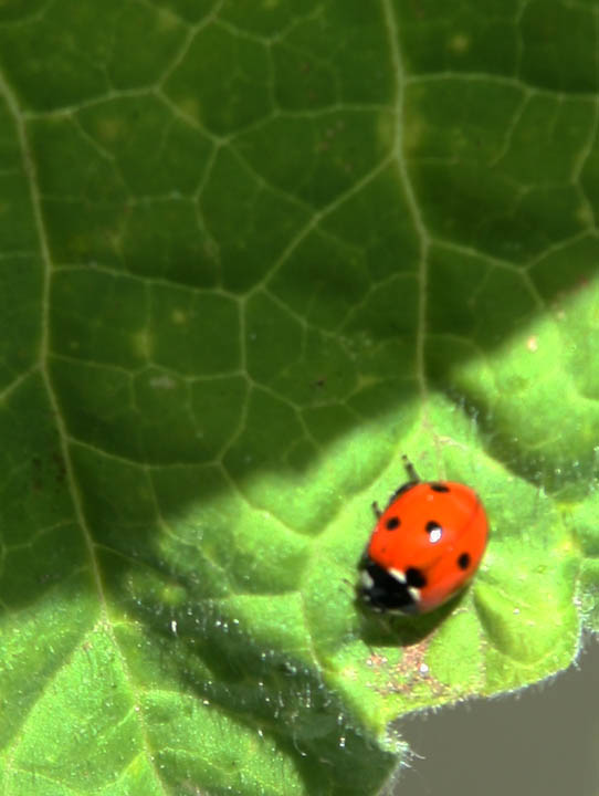 lady bug.jpg