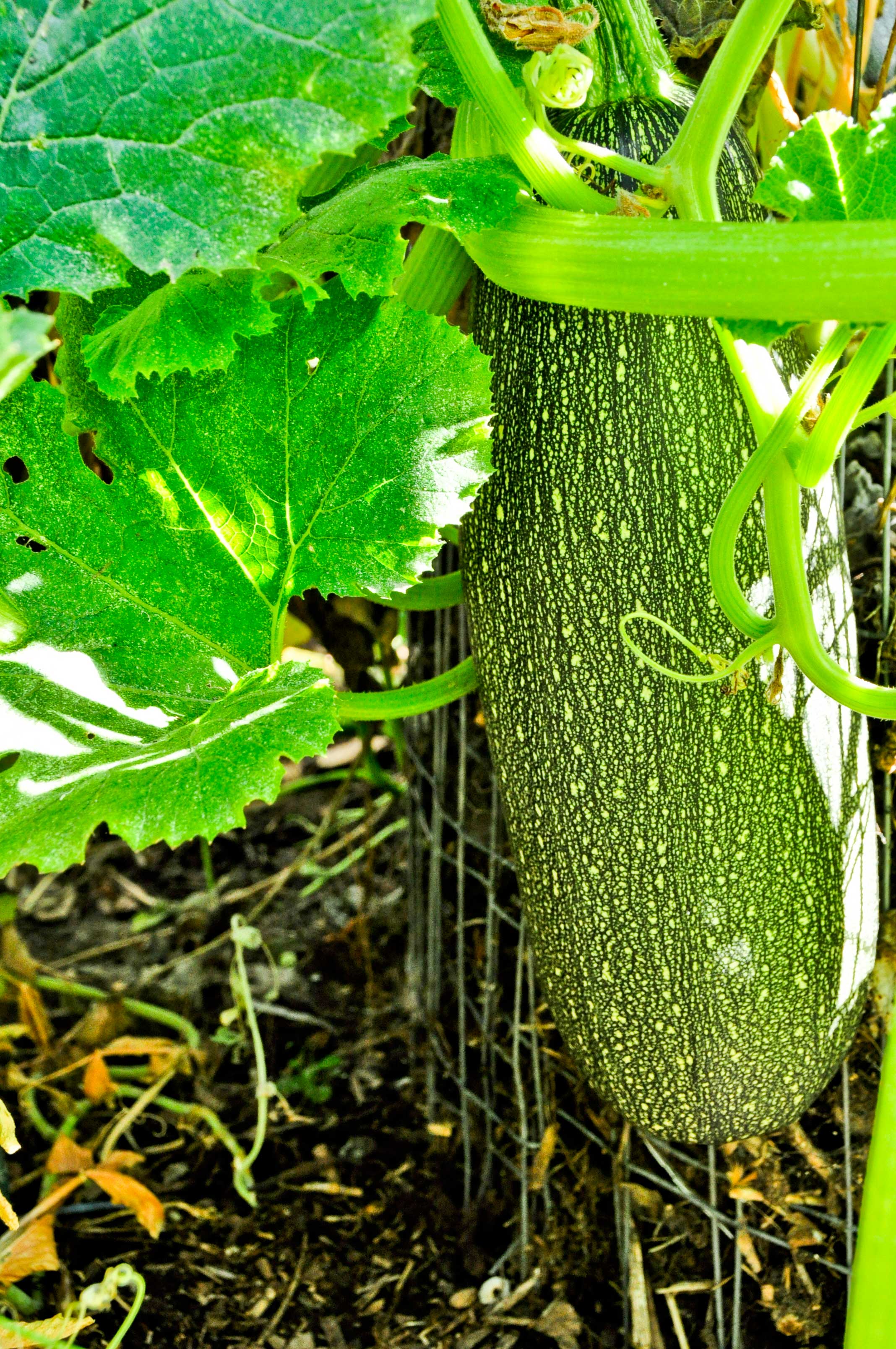 large-dangling-squash.jpg