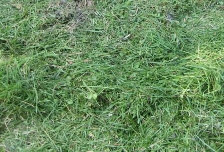 lawnclippings02.jpg