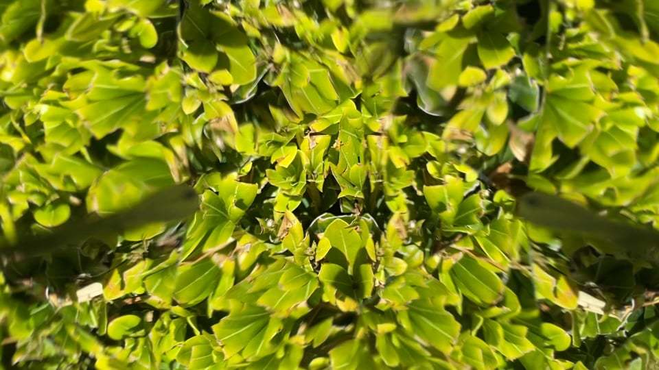 leaves kaleidoscope