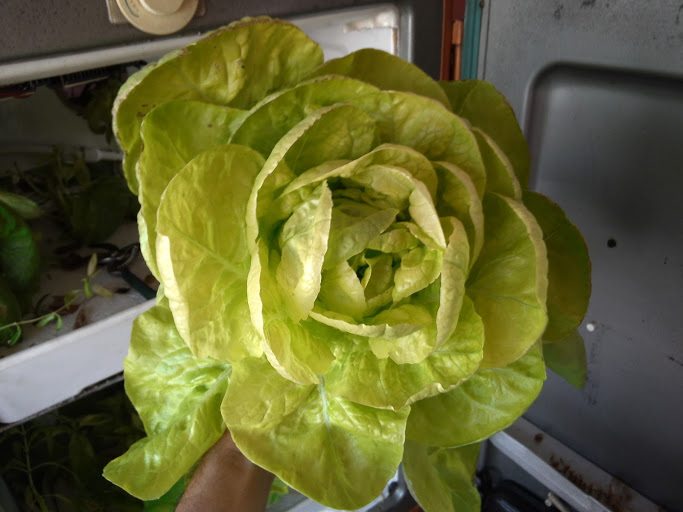 lechuga.jpg