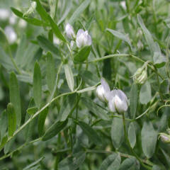 lentil-plant.jpg