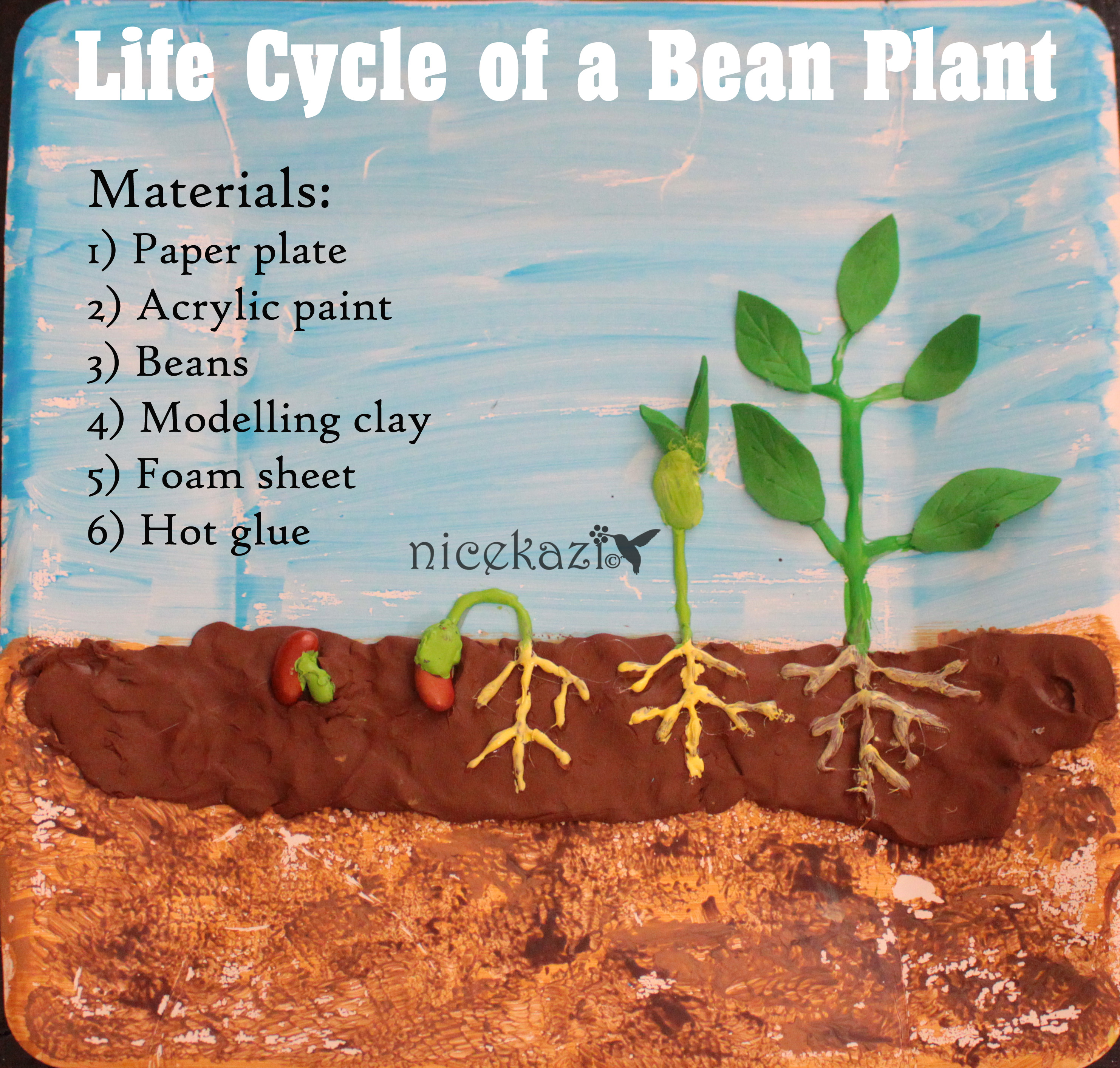 lifecycle of beanplant 01.jpg