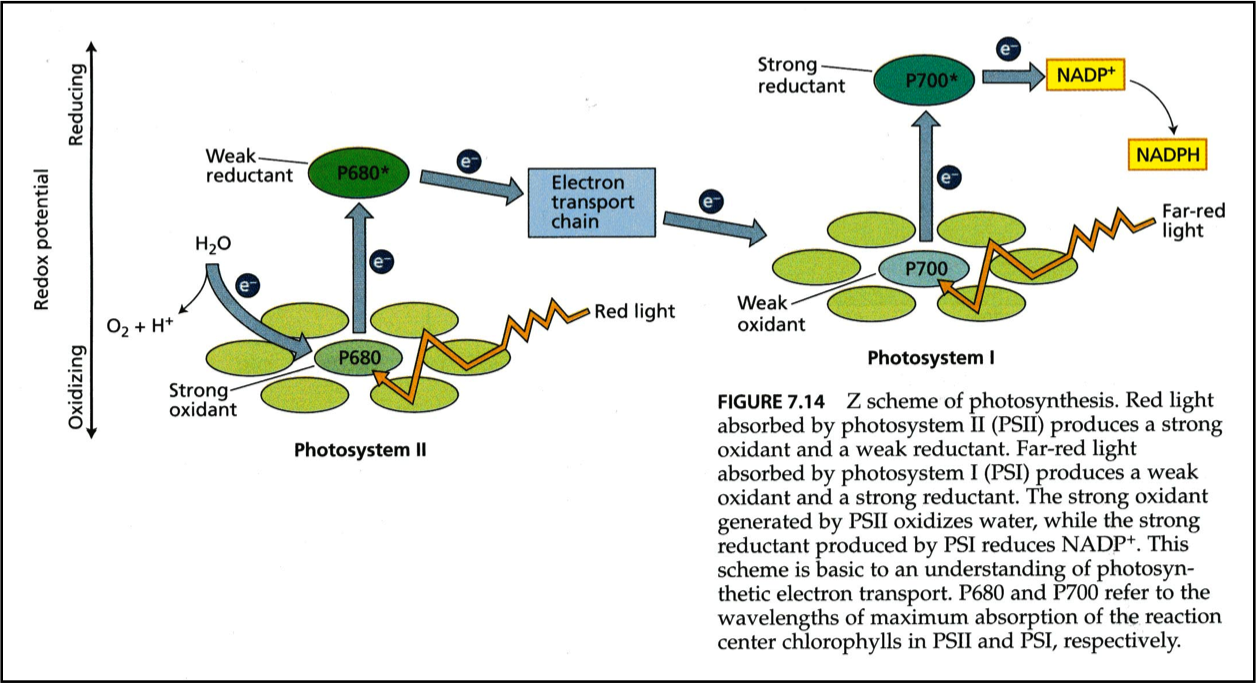 light reaction.png