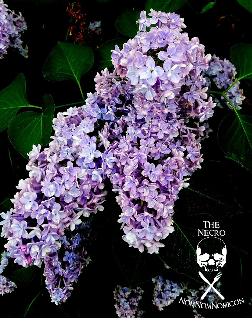 lilac.png