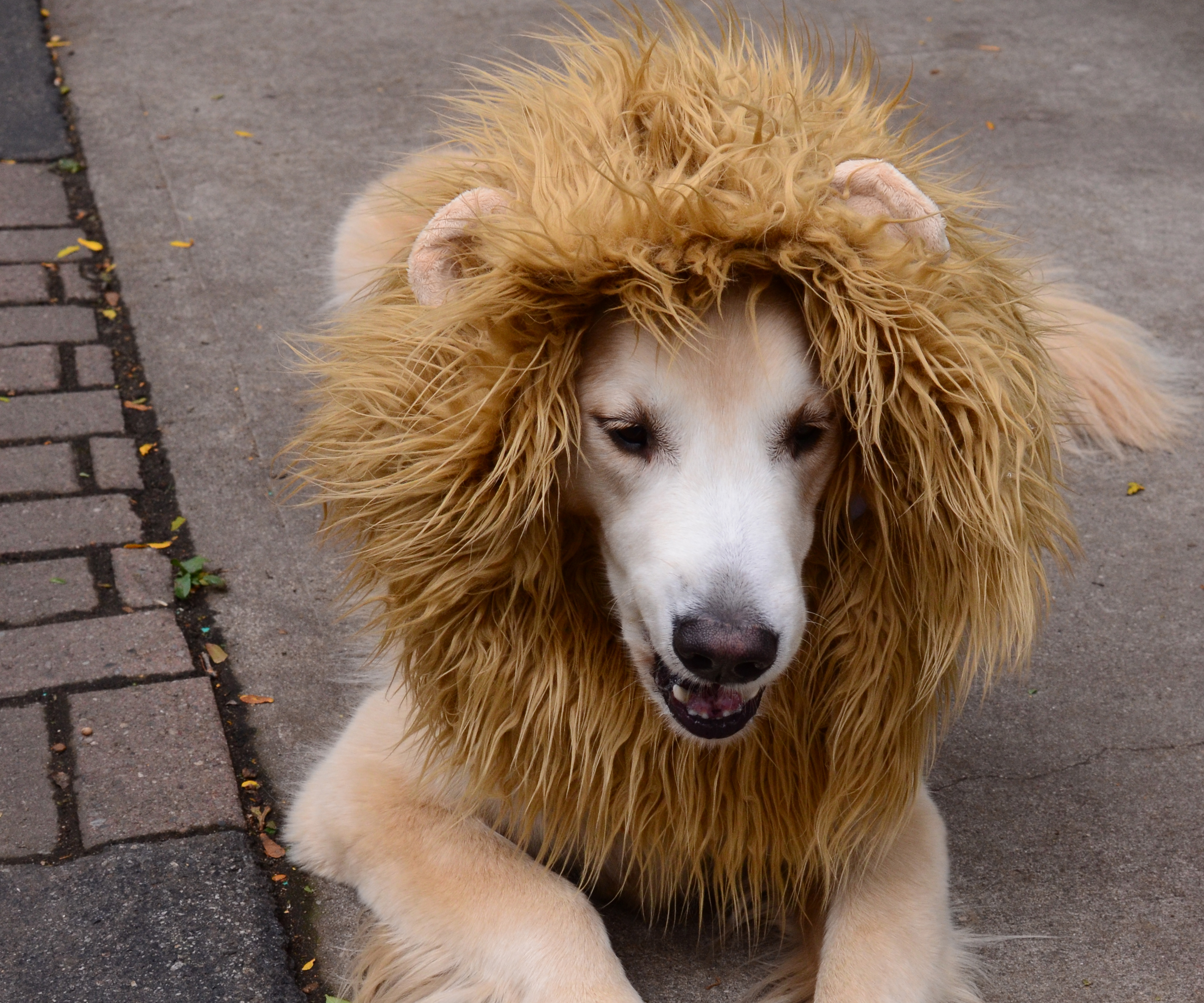 liondog.jpg