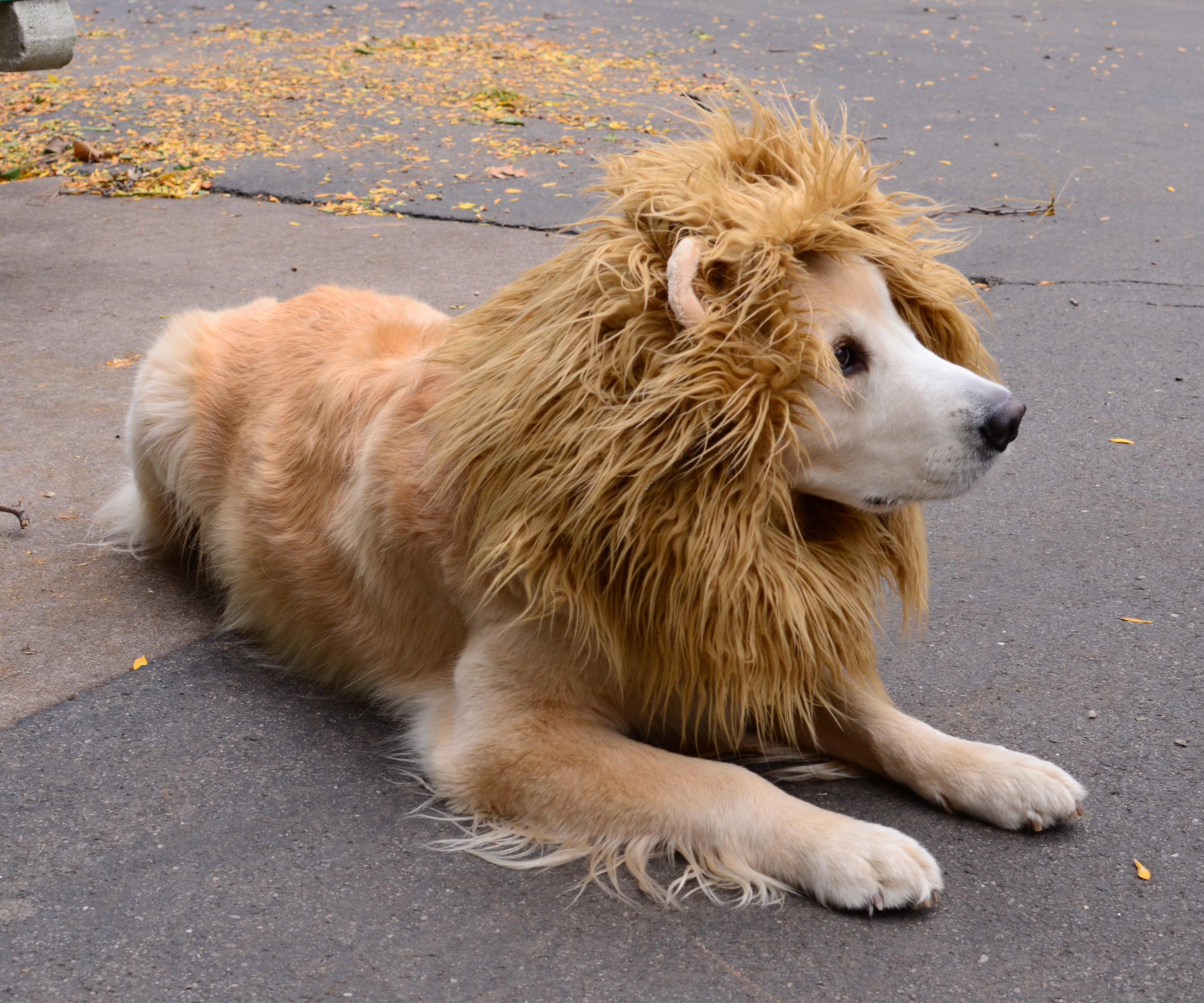 liondog1.jpg