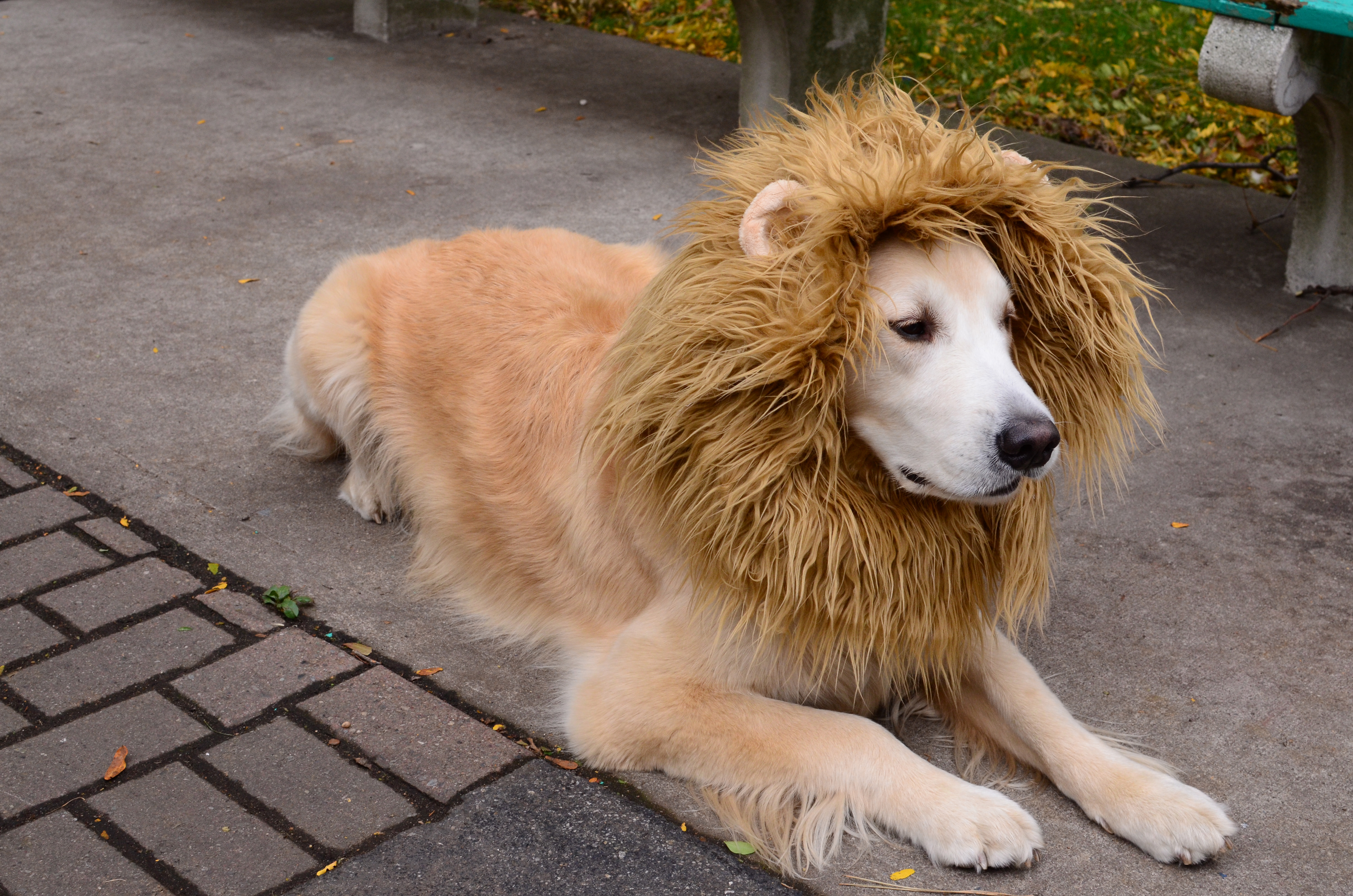 liondog3.jpg