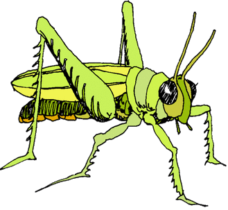 locust2.gif