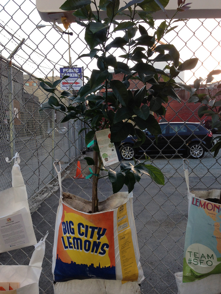 main_photo_fruit_fence.jpg