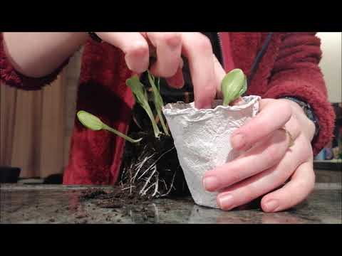 making paper - planting