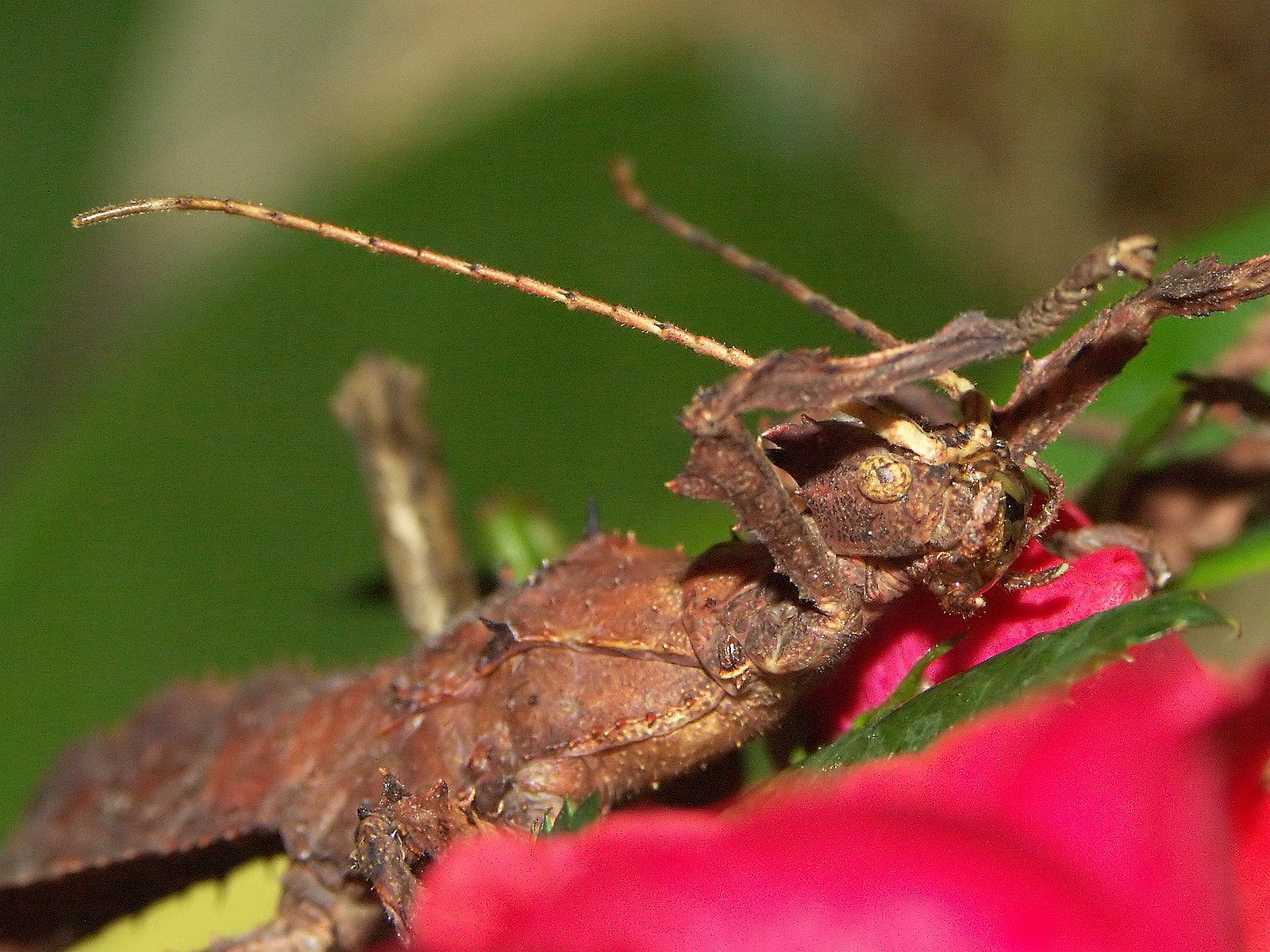 malaysia-stick-insect.jpg