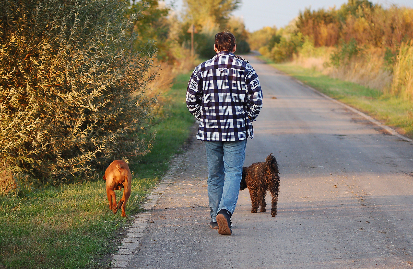 man walking dogs.jpg