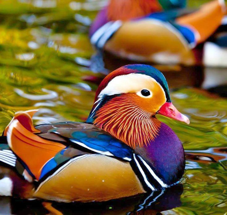 mandarin duck.jpg