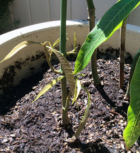 mango4 pre-pruning.jpg