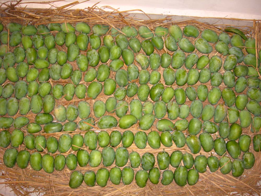 mangoes 003.JPG