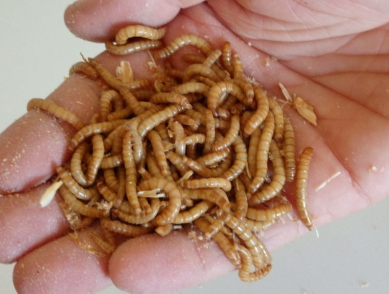 mealworm-F1.jpg