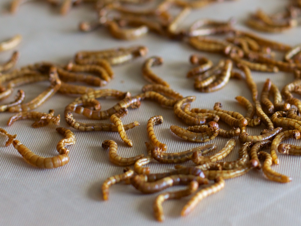 mealworms dried.jpg