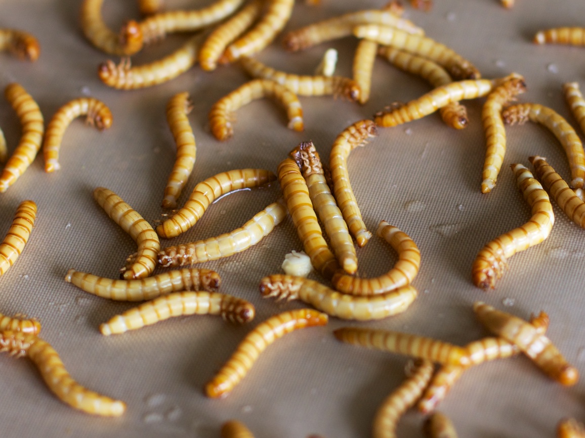 mealworms live.jpg