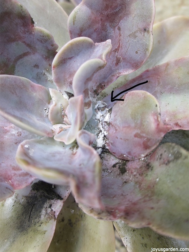 mealybugs-on-a-succulent-1-copy_new.jpg