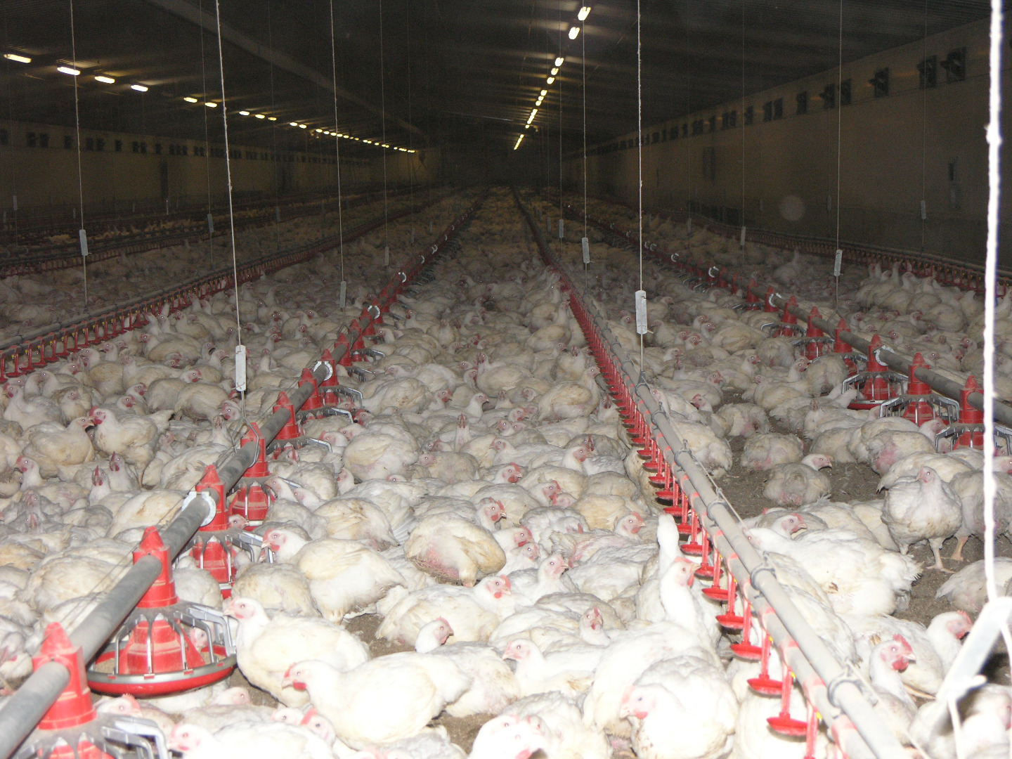 meat-chickens_chicken-factory-farm-shed.jpg