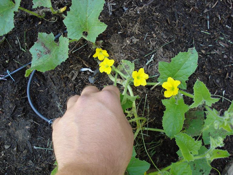 melon blossums.JPG