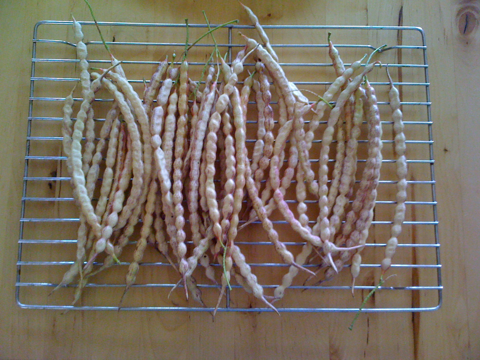 mesquite-pods.jpg