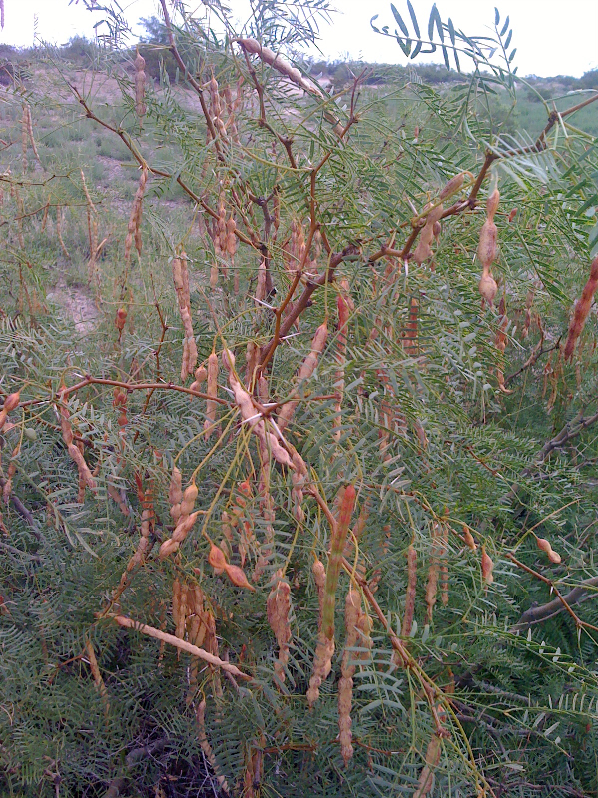 mesquite-tree.jpg