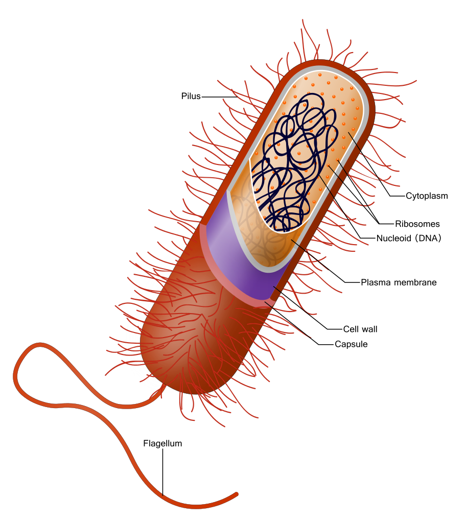 microbe 3.png