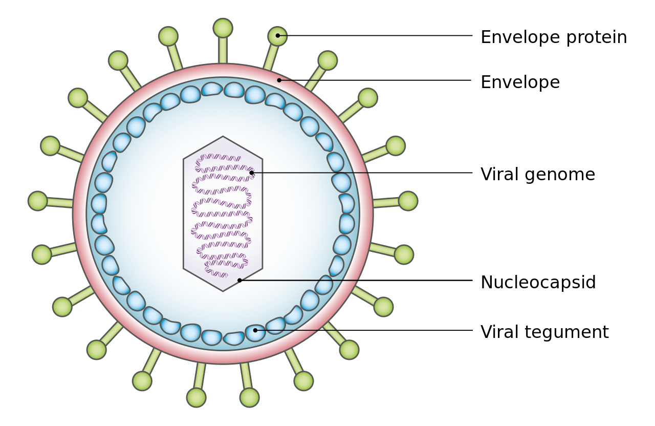 microbe 4.png