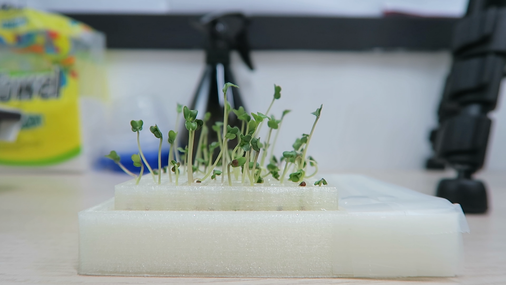 microgreen_broccoli_3d.png