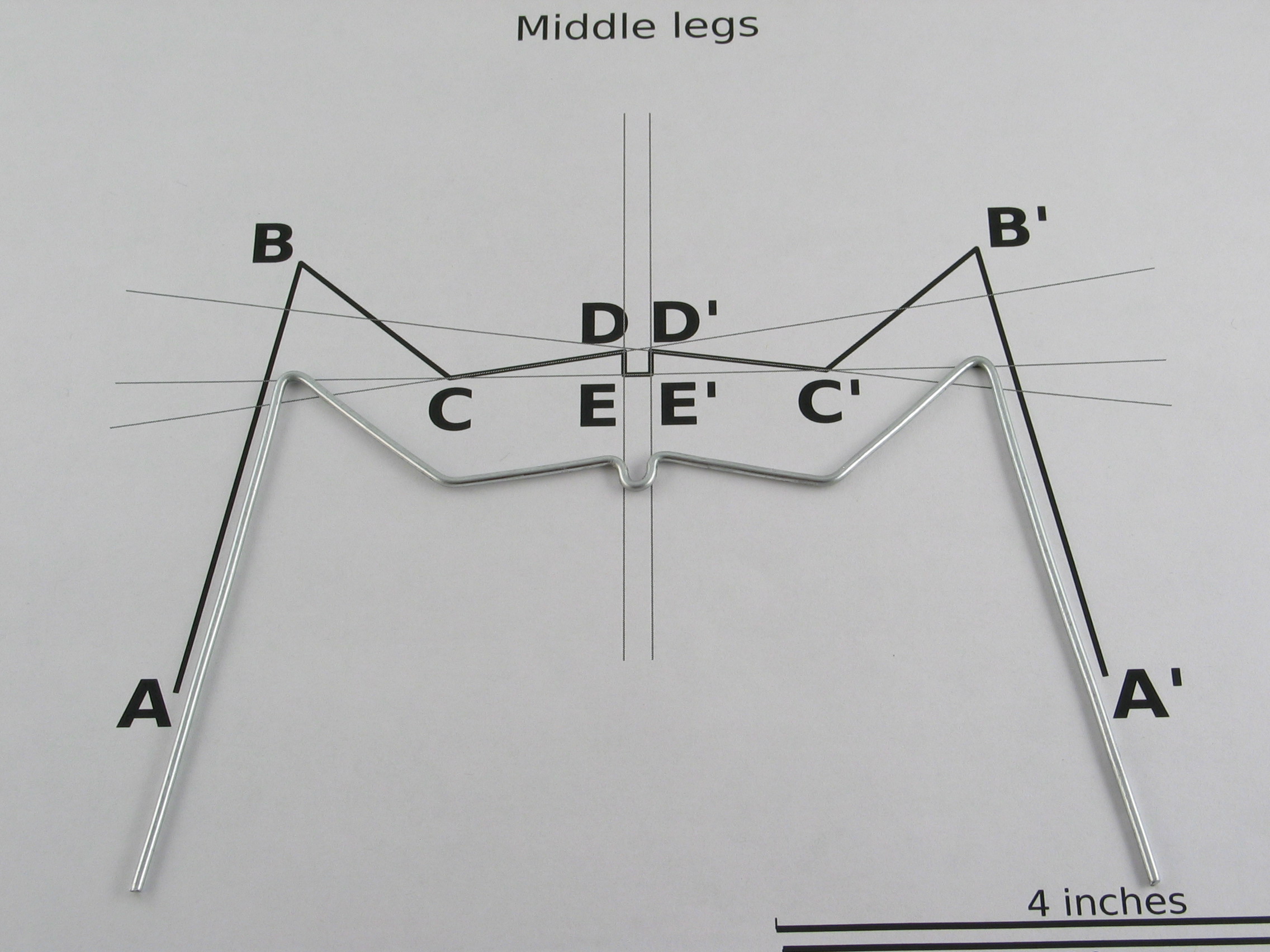 middle-legs-1.jpg